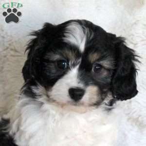 Dorie, Cavachon Puppy