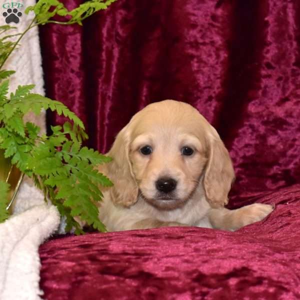 Douglas, Dachshund Puppy