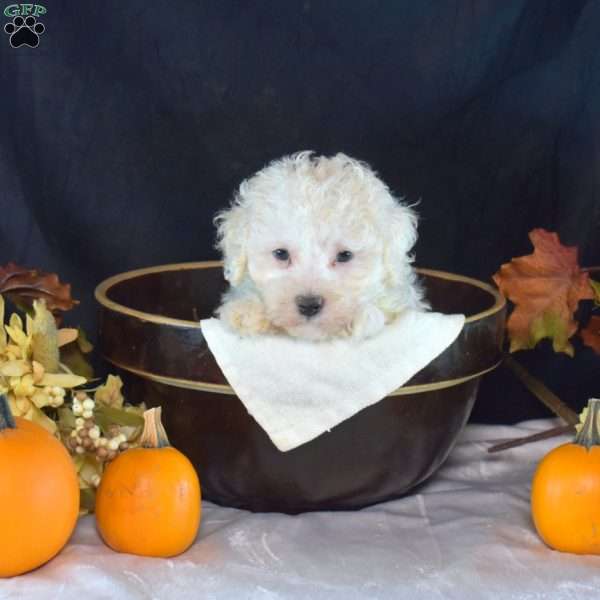 Douglas, Bich-Poo Puppy