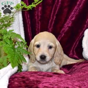 Douglas, Dachshund Puppy