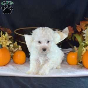 Douglas, Bich-Poo Puppy