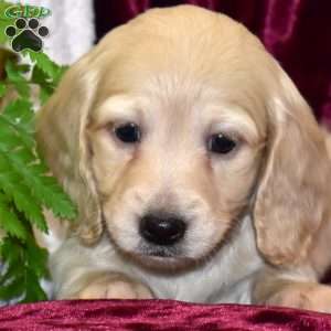 Douglas, Dachshund Puppy