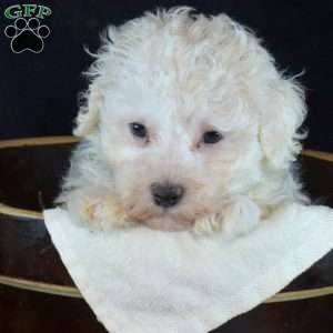 Douglas, Bich-Poo Puppy