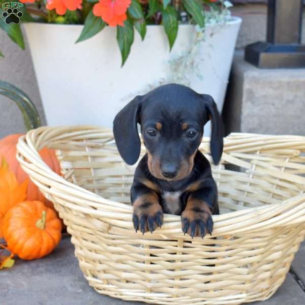 Dove- Mini, Dachshund Puppy