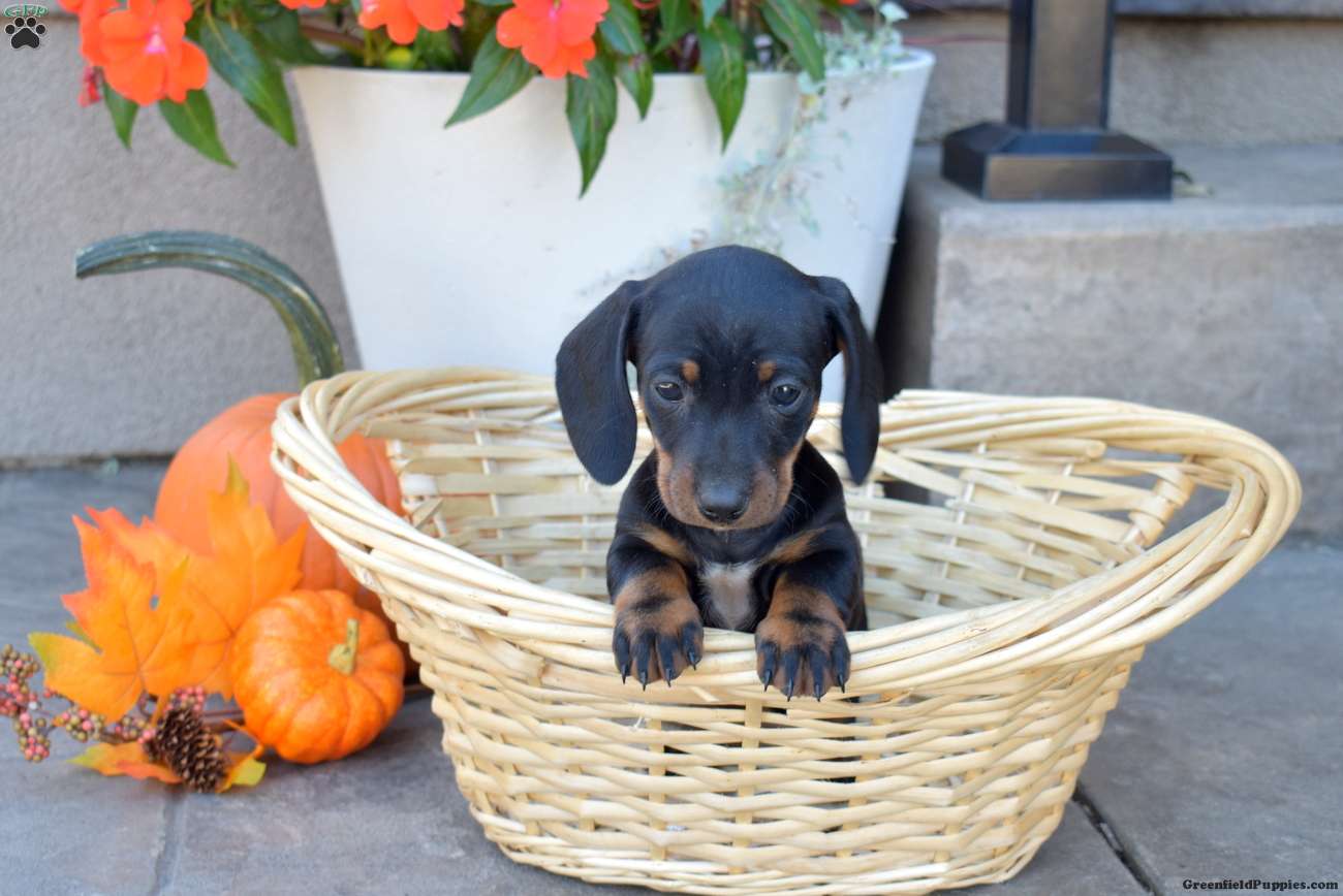 Dachshund (Dachshund, Female) in Christiana, PA