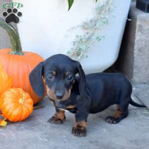 Dove- Mini, Dachshund Puppy