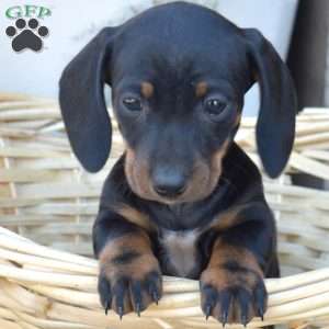 Dove- Mini, Dachshund Puppy