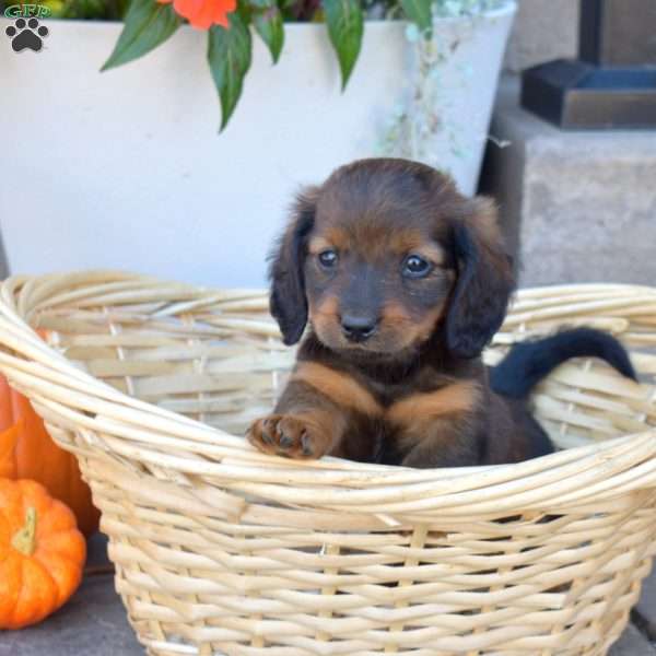 Dozer- Mini, Dachshund Puppy