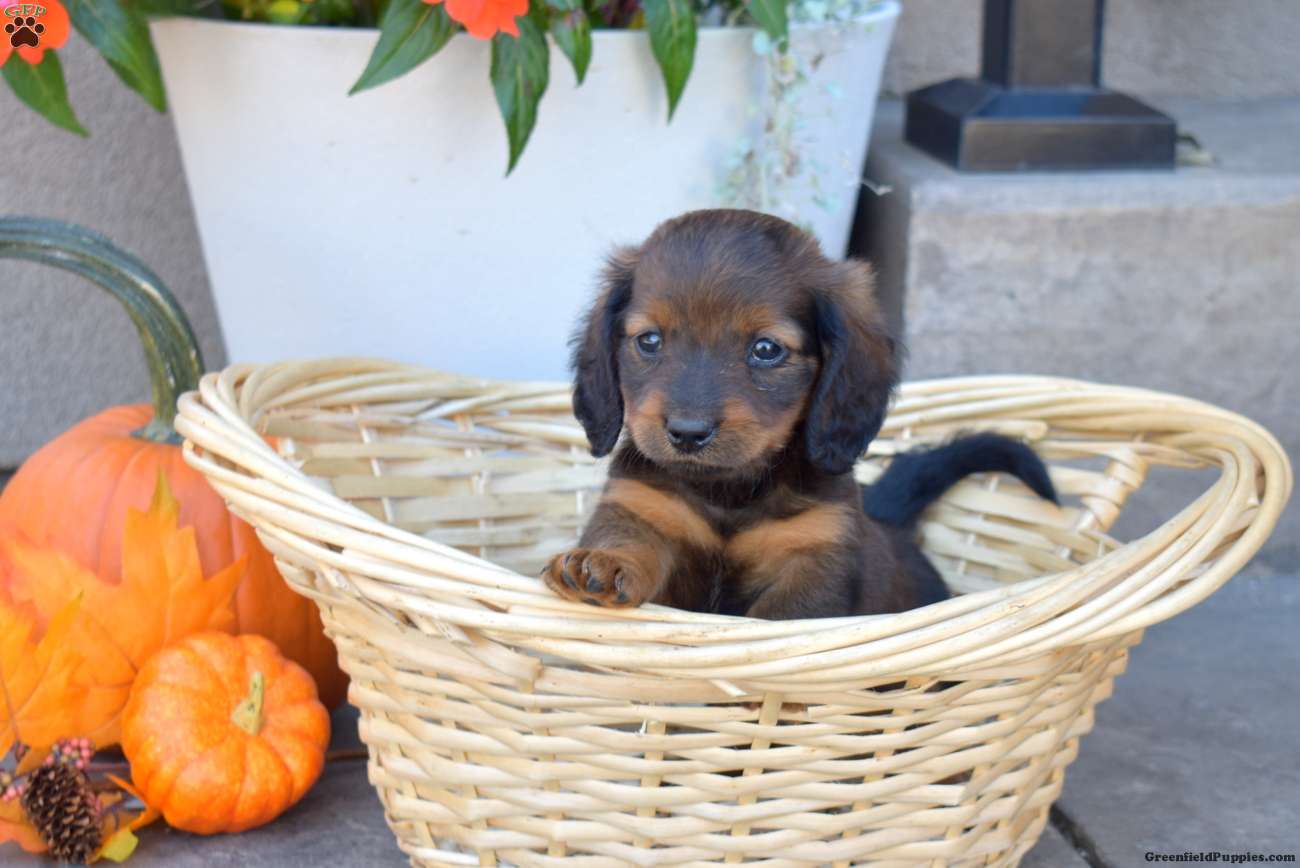 Dachshund (Dachshund, Male) in Christiana, PA