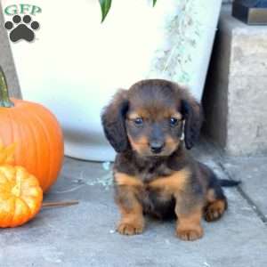 Dozer- Mini, Dachshund Puppy