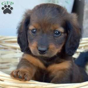 Dozer- Mini, Dachshund Puppy