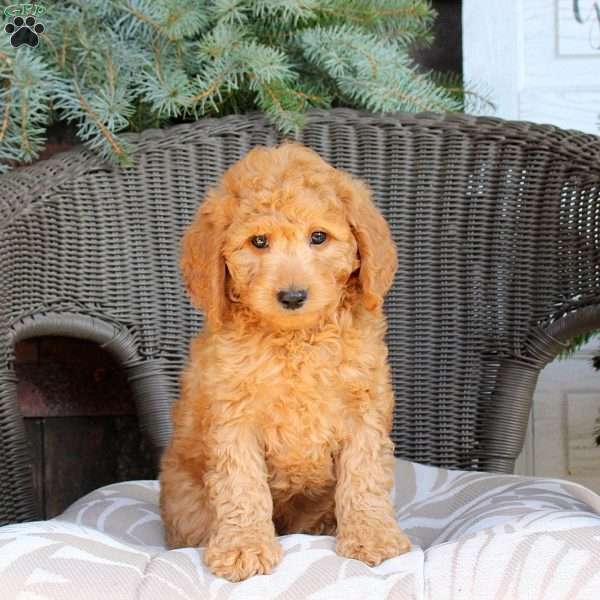 Draco, Mini Goldendoodle Puppy