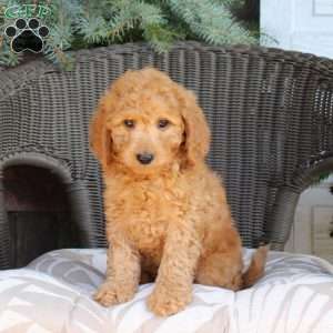 Draco, Mini Goldendoodle Puppy