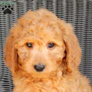 Draco, Mini Goldendoodle Puppy