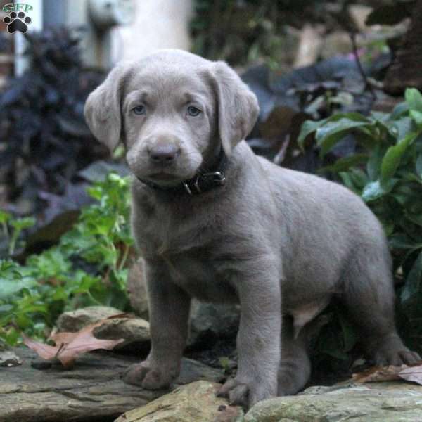 Duke, Silver Labrador Retriever Puppy