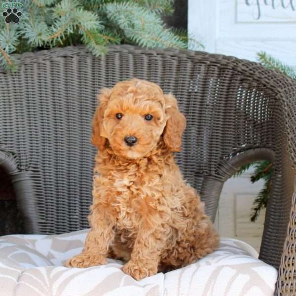 Duke, Mini Goldendoodle Puppy