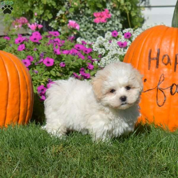 Duke, Teddy Bear Puppy