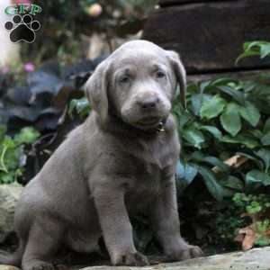 Duke, Silver Labrador Retriever Puppy