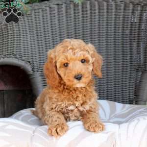 Duke, Mini Goldendoodle Puppy
