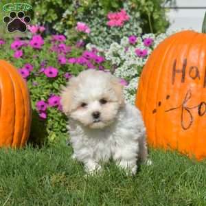 Duke, Teddy Bear Puppy
