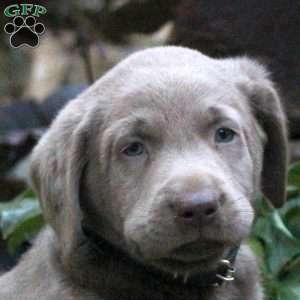 Duke, Silver Labrador Retriever Puppy