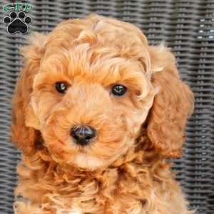 Duke, Mini Goldendoodle Puppy
