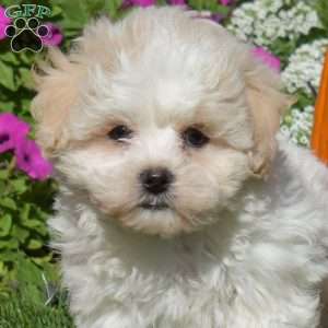 Duke, Teddy Bear Puppy