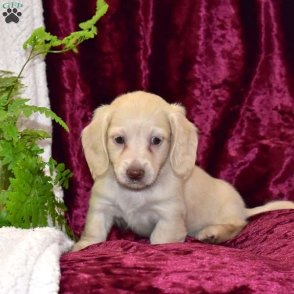 Duncan, Dachshund Puppy