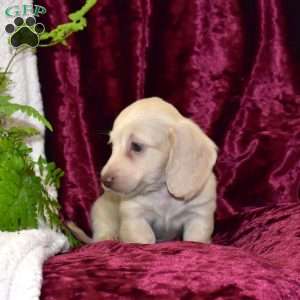 Duncan, Dachshund Puppy