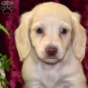 Duncan, Dachshund Puppy