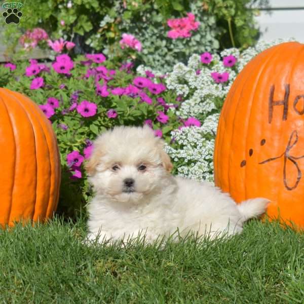 Dusty, Teddy Bear Puppy