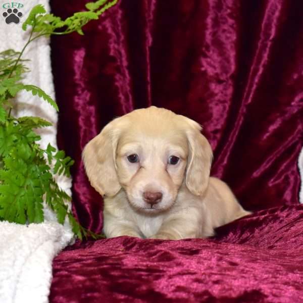 Dusty, Dachshund Puppy