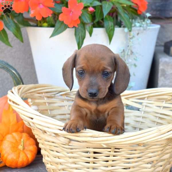 Dusty- Mini, Dachshund Puppy