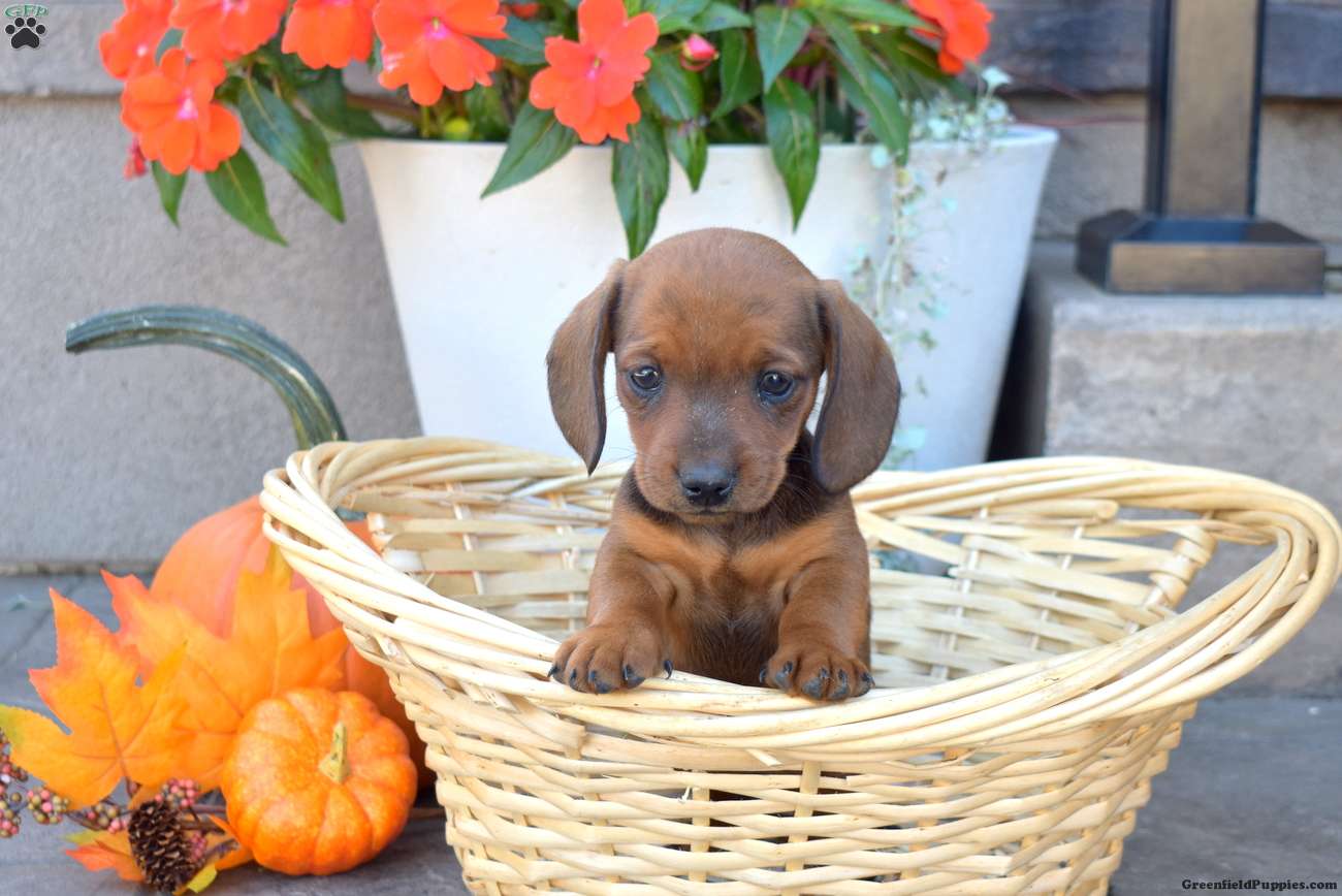 Dachshund (Dachshund, Male) in Christiana, PA