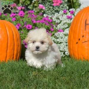 Dusty, Teddy Bear Puppy