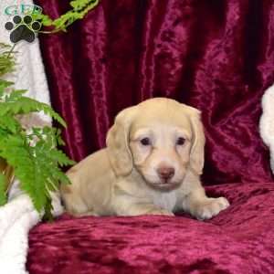 Dusty, Dachshund Puppy