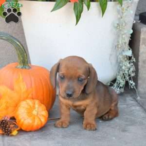 Dusty- Mini, Dachshund Puppy