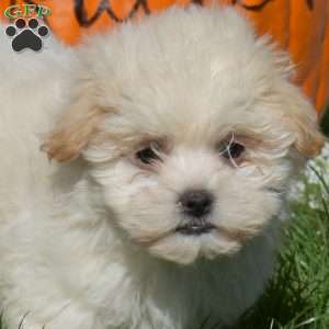 Dusty, Teddy Bear Puppy