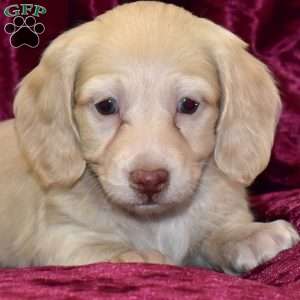 Dusty, Dachshund Puppy