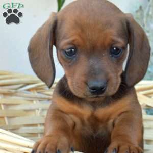 Dusty- Mini, Dachshund Puppy