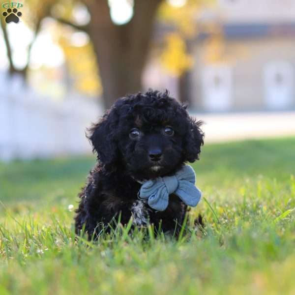 Easton, Cavapoo Puppy