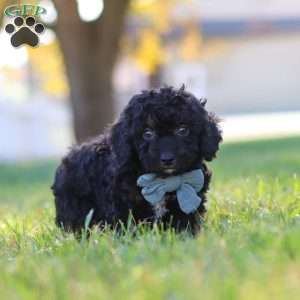 Easton, Cavapoo Puppy