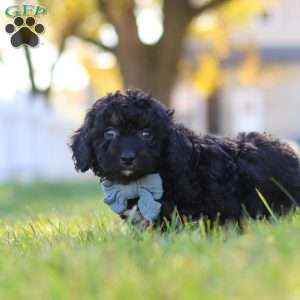 Easton, Cavapoo Puppy