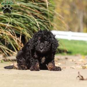 Easton, Cavapoo Puppy