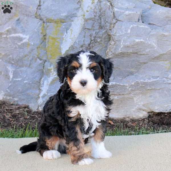 Easton, Mini Bernedoodle Puppy