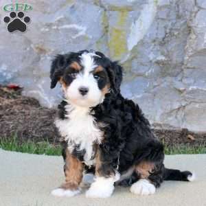 Easton, Mini Bernedoodle Puppy