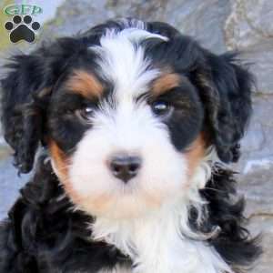 Easton, Mini Bernedoodle Puppy
