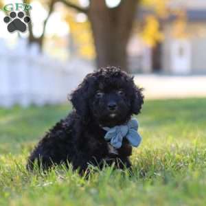 Easton, Cavapoo Puppy