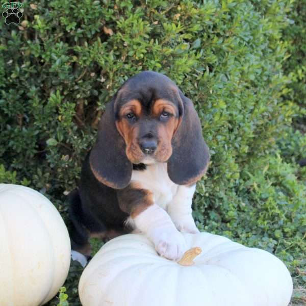 Ebony, Basset Hound Puppy