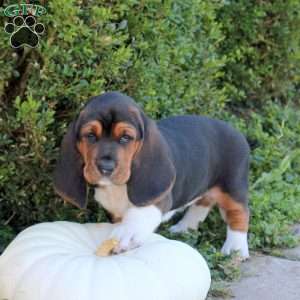 Ebony, Basset Hound Puppy